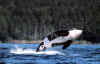 orca6.jpg (19445 bytes)